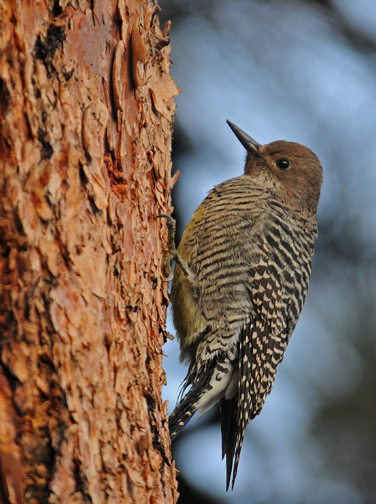 williamson sapsucker f 4