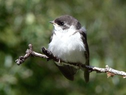 Young Violet-Green Swallow