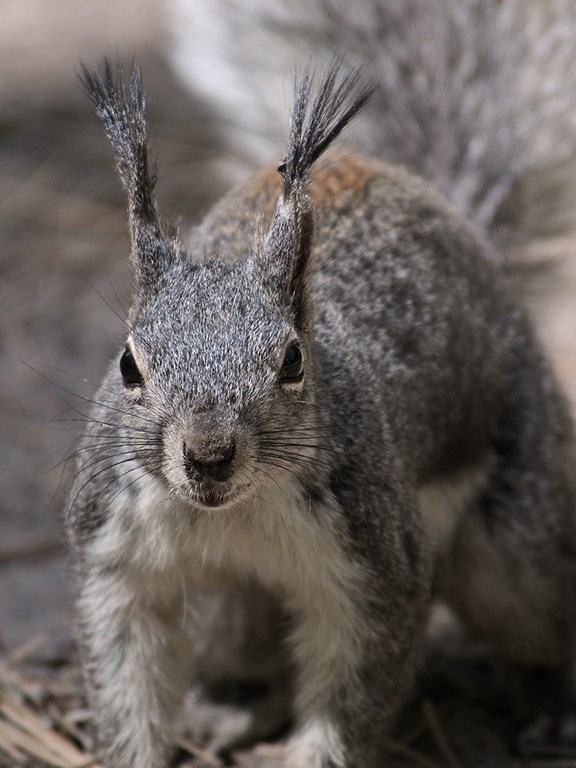 abert's squirrel portrait