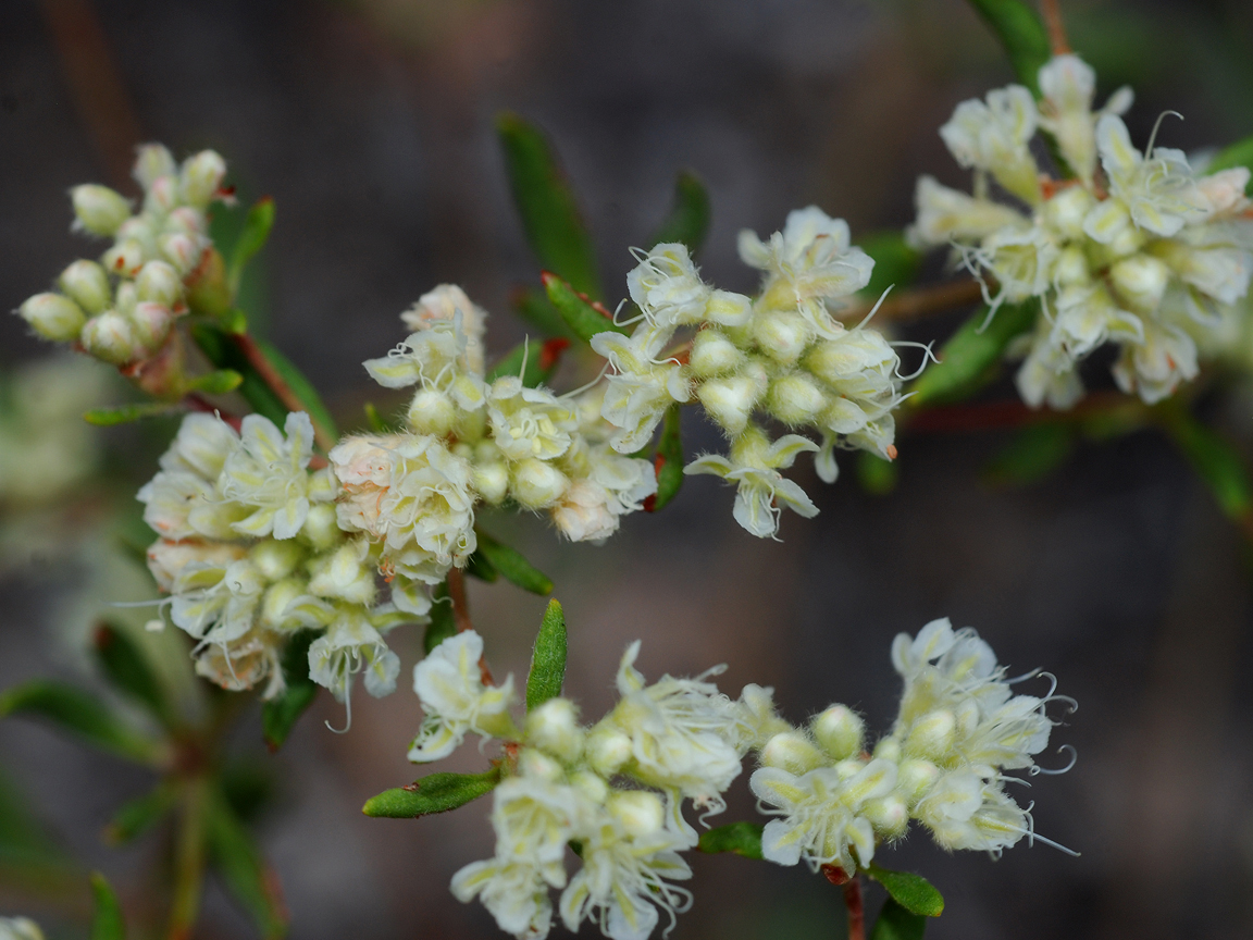 small whitish flowers on green stems