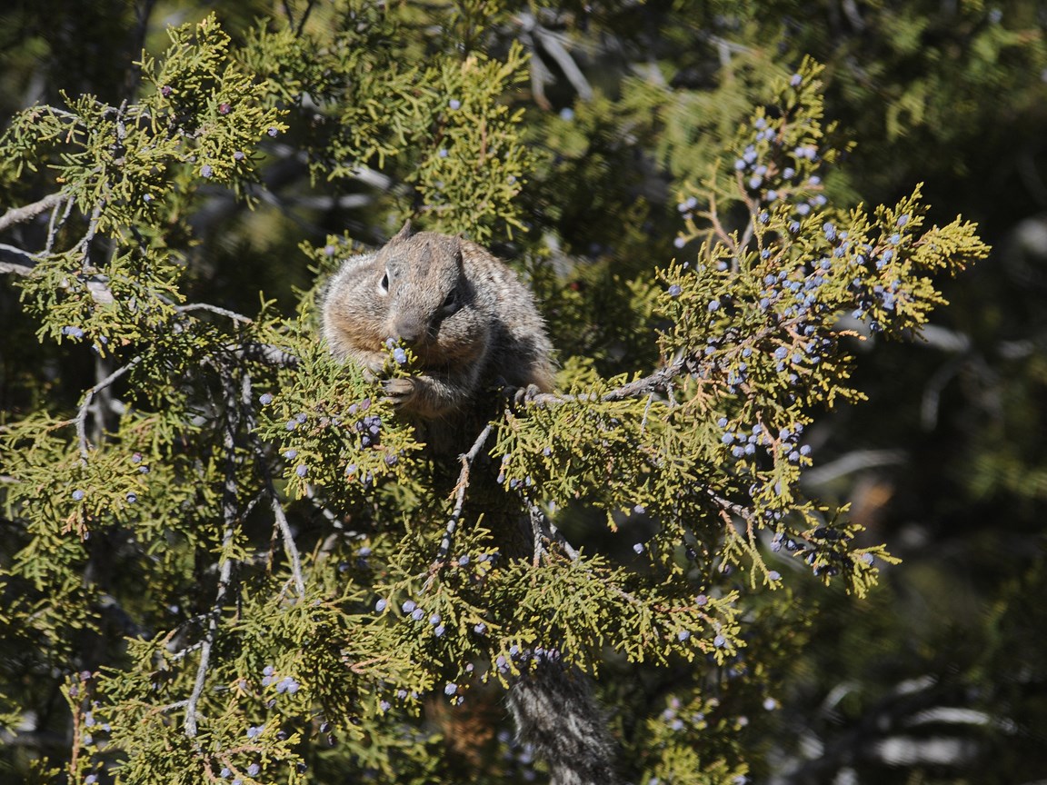 a gray squirrel with fat cheeks sits in a green tree
