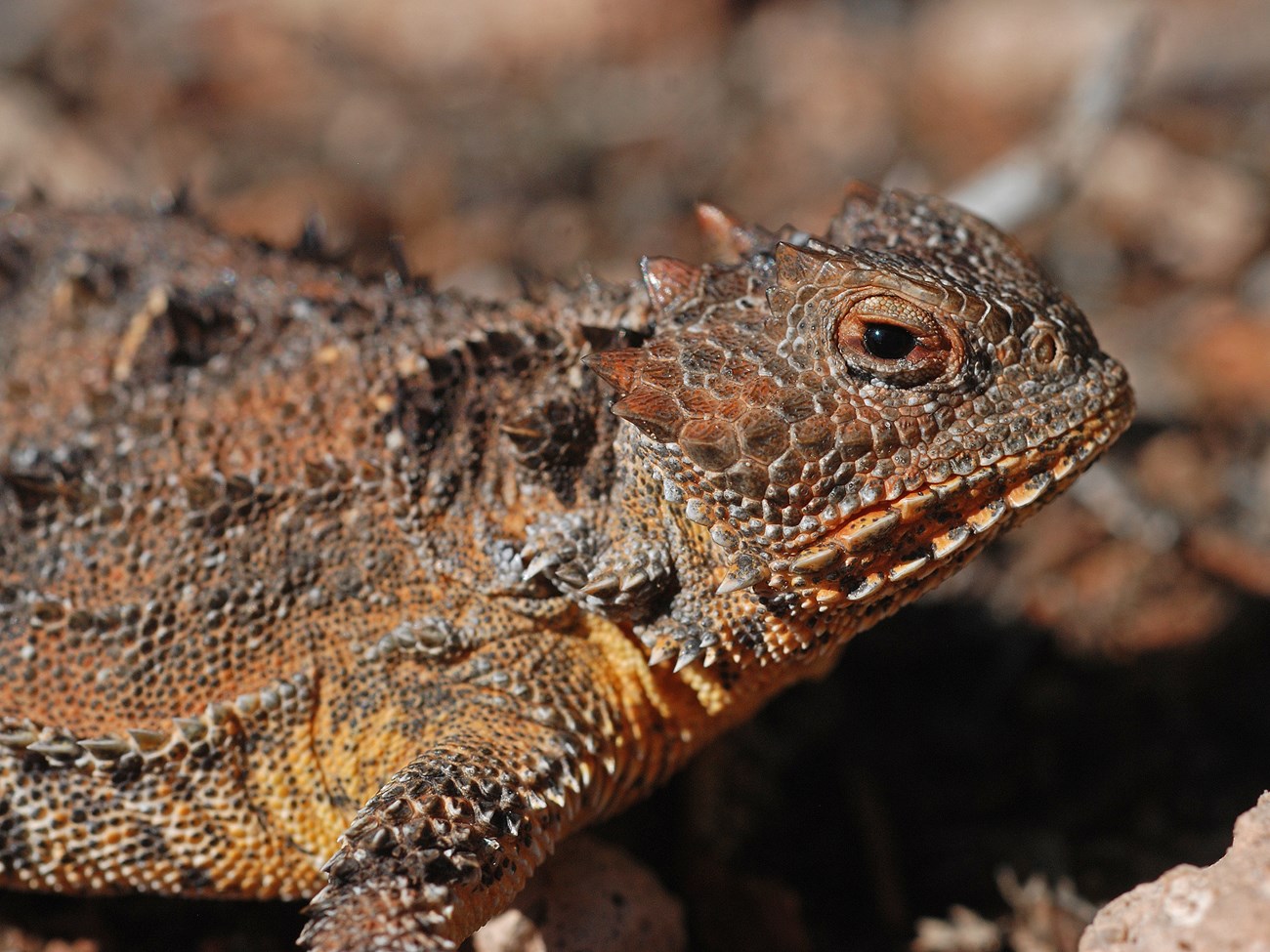 closeup of the face of a colorful lizard with horns