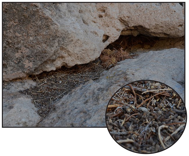 twigs feces and debris under a stone ledge