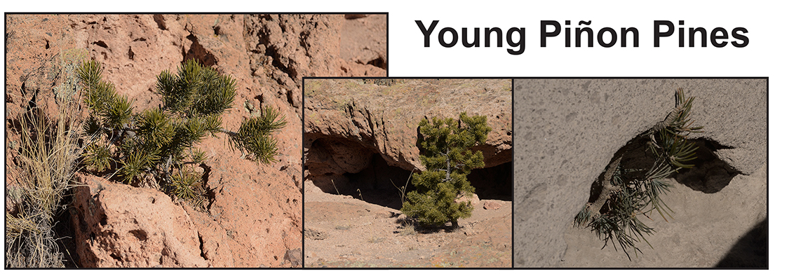 collage of images of small pine trees in hostile locations