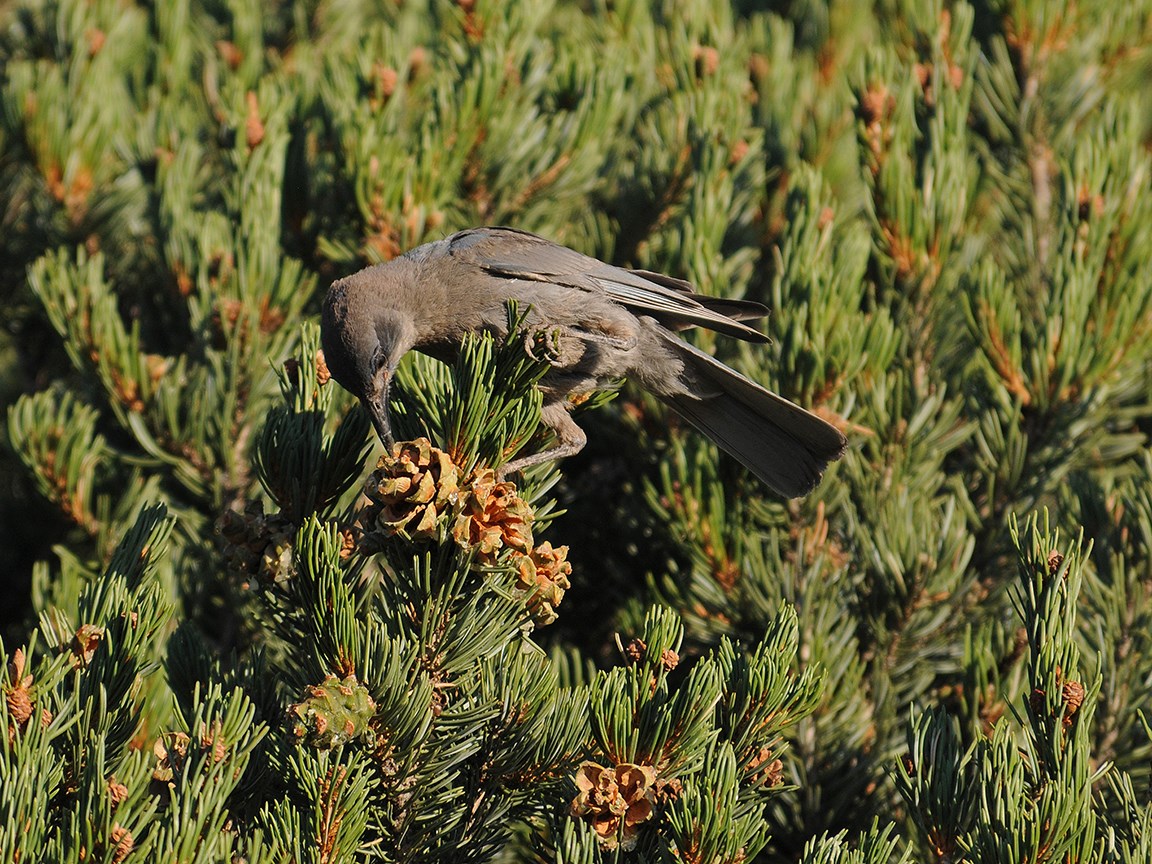 a large blue bird sits on a pinecone in a green tree