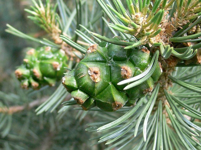 a cluster of green pinyon pinecones