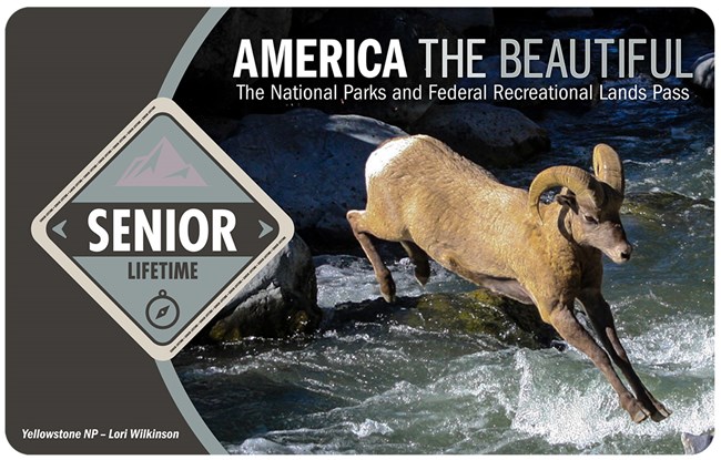 a pass with a photo of a mountain sheep on it
