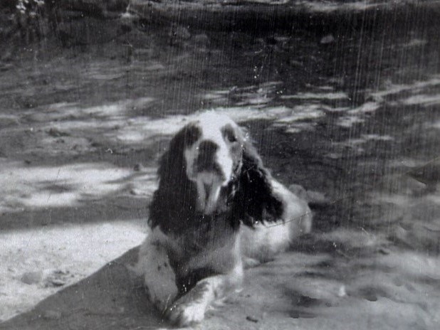 A black and white image of a curly haired dog.