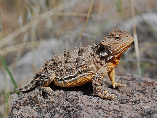 horned lizard