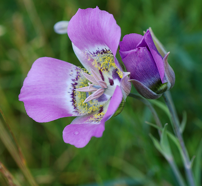 Mariposa lily and bud
