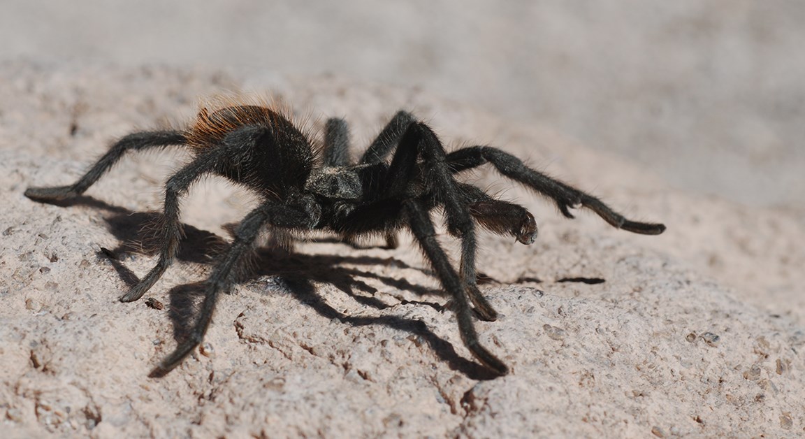 a hairy tarantula walks across a rock