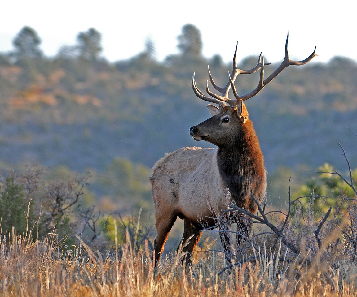 a male elk with big antlers