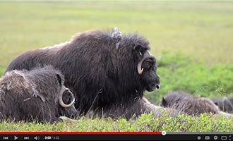 image from Muskox video on youtube