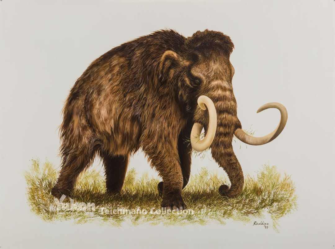 Woolly Mammoth - Bering Land Bridge National Preserve (U.S. National ...