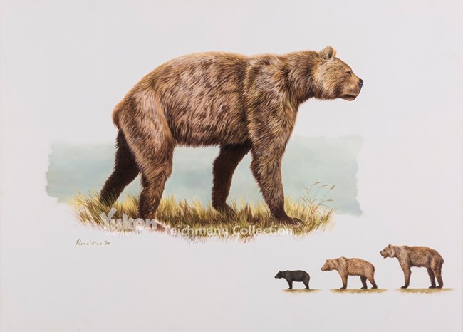 Artist's depiction of a Giant Short Faced Bear
