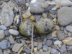 Brown speckled tern eggs camouflaged with brown and grey rocks and pepples on the ground