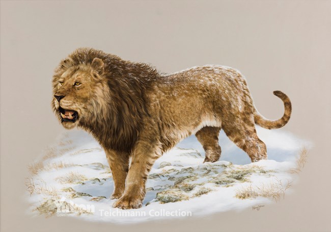 painting of an American lion
