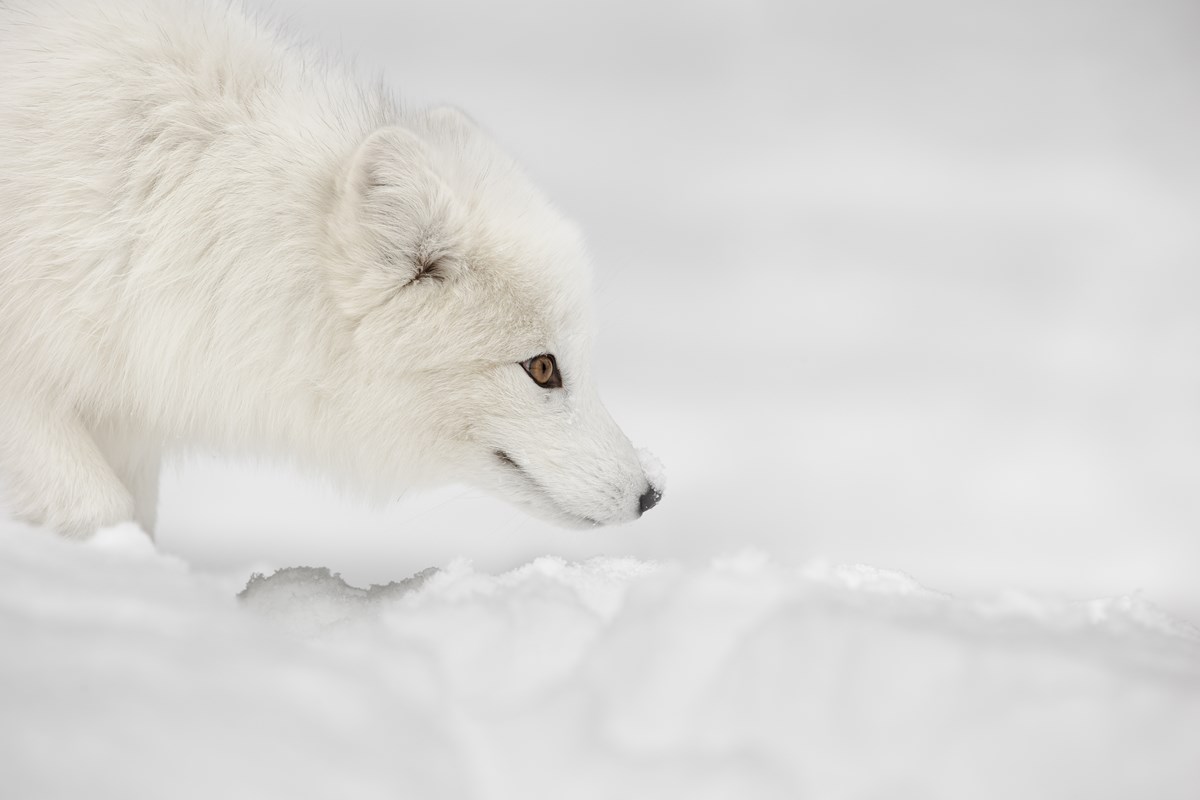 Alaskan Animal Adaptations - Bering Land Bridge National Preserve (U.S