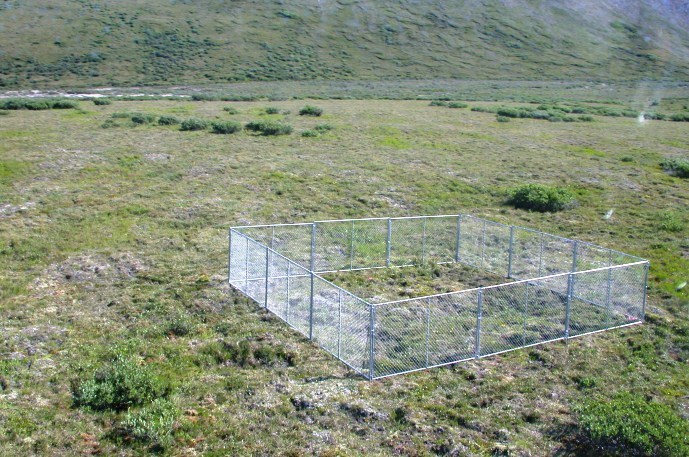 Green sloping tundra with a square exclosure of chainlink fence in the middle