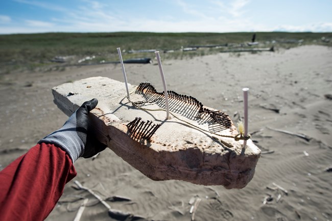 A gloved hand holding a large piece of marine debris, possibly foam, with nails and twine attached on the shoreline of Bering Land Bridge.
