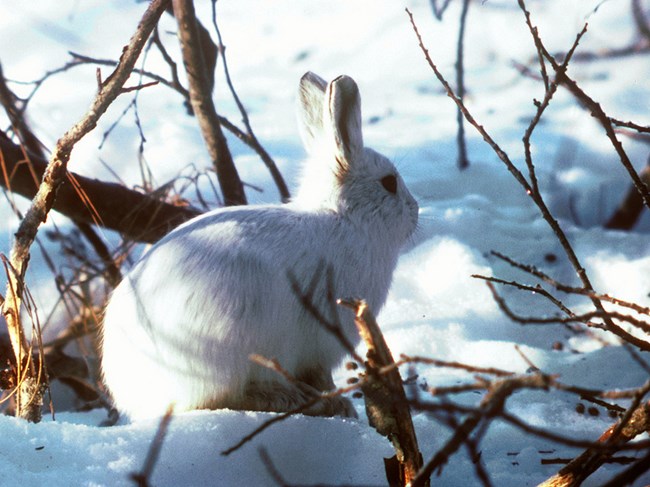 white Alaskan Hare sitting in snow