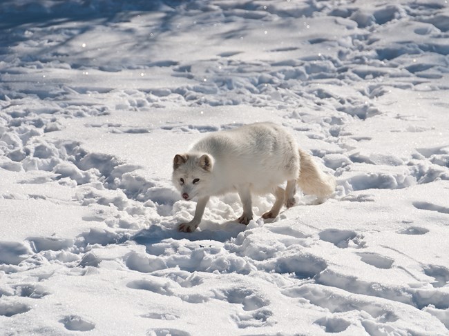 Arctic Fox walking through snow