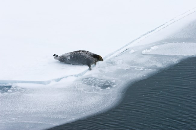 A bearded seal lying on the edge of the sea ice.