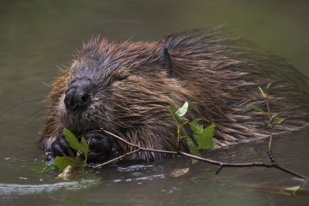 A beaver snacking on twigs while swimming through water.