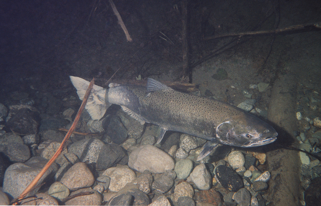 A slender grey fish swimming in the water.