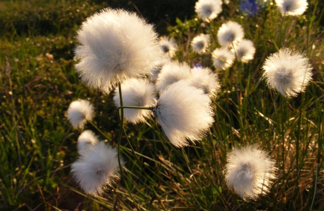 An up-close picture of a clump of cottongrass, backlit by golden sunlight