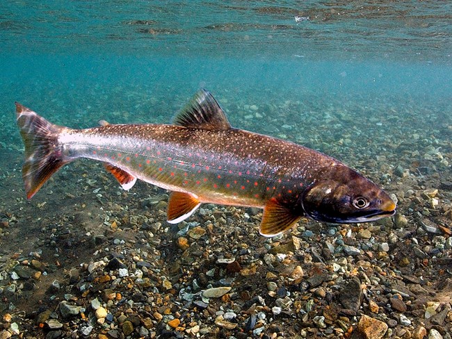 Dolly Varden in shallow waters