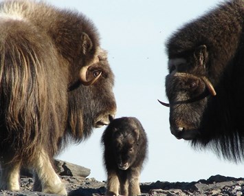 Two adult Muskox with baby