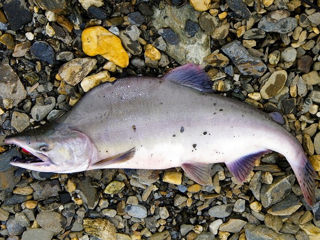 body of pink salmon laying on rocks