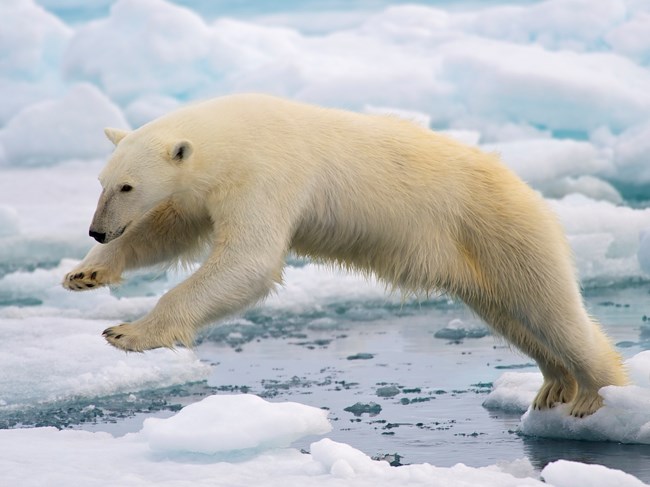 Polar bear jumping on ice