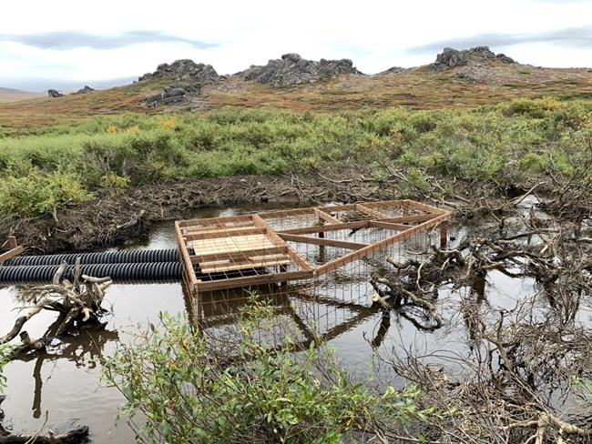 A wooden structure called a beaver flow device rises out of the water in a pond.