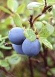 Bog Blueberries