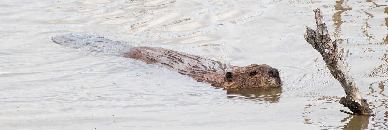 A beaver swimming with its head above water.