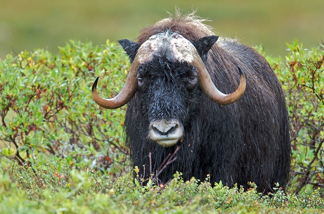 A wet muskox female surrounded by green willows.