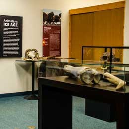 Exhibits and cases of Ice Age animals.