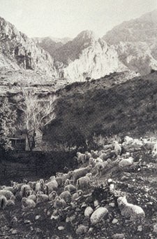 Angora sheep on the Wilson Ranch, 1930s