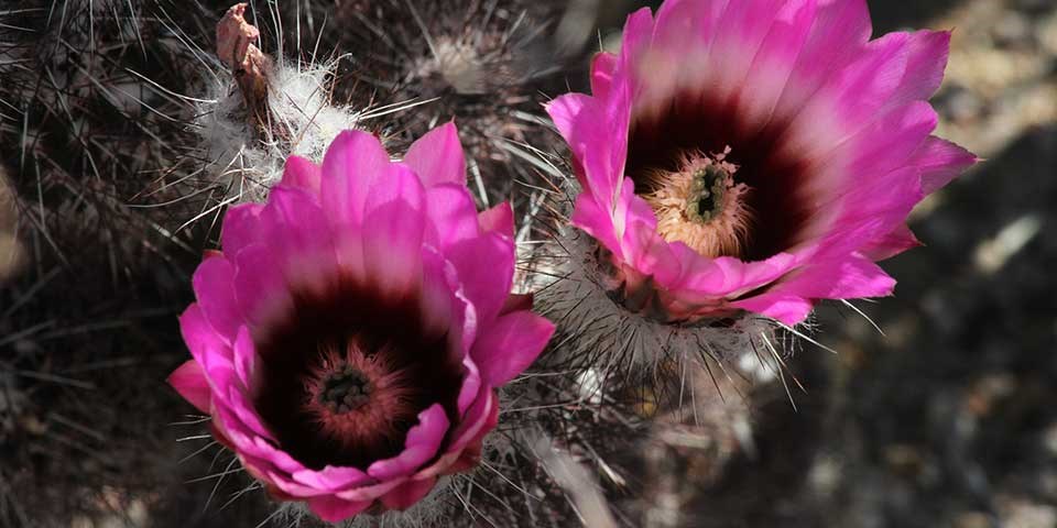 Pink-purple cup shaped flowers bloom from a low growing cactus.