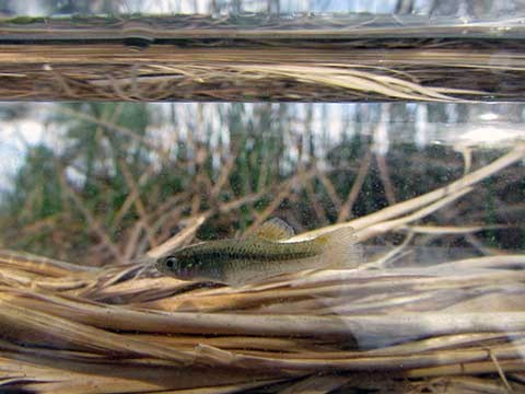 A tiny greenish-brown fish swims among reeds in a scientist's measuring container.