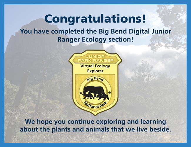 A certificate of completion. A junior ranger badge sits in the middle with a picture of the Chisos Mountains in the background. The badge has a family of black bears on it.