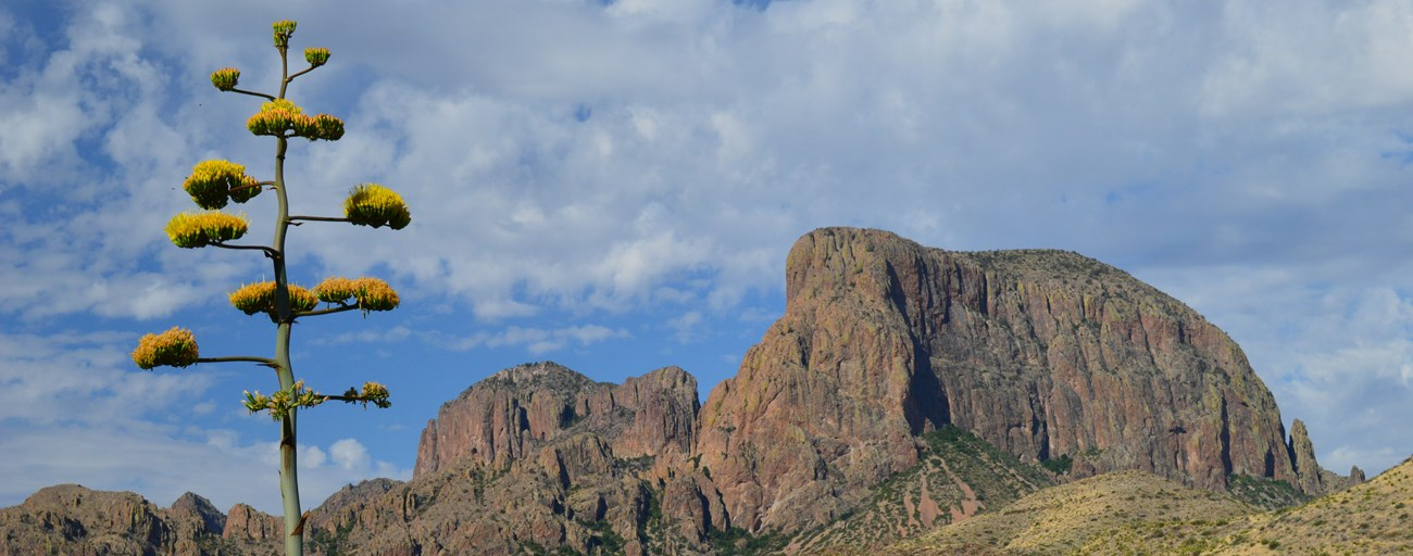 Century plant and view of the Chisos Mountains