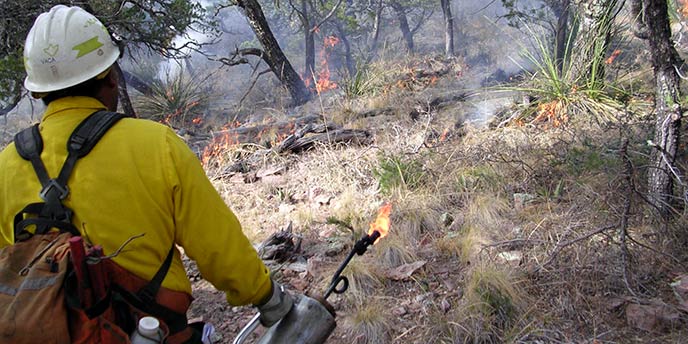 Managing Wildfire