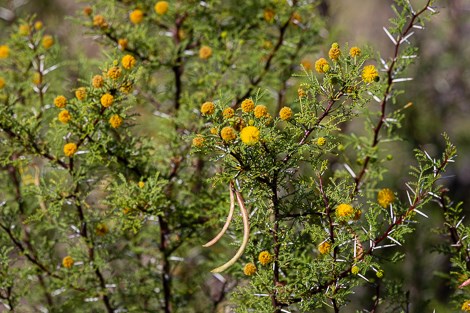 Balls of yellow flowers, long string-bean-like seedpods, and paired white thorns on whitethorn acacia.