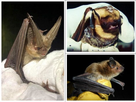 Townsend's Big-eared bat, Hoary bat, and Big Brown bat from Big Bend National Park.