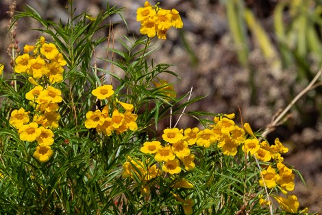 Clusters of yellow, tubular flowers on yellow trumpetflower.