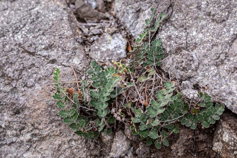 A tiny fern grows in a crack in the rocks.