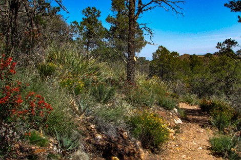 A dirt trail skirts a hillside covered in pine trees, wildflowers, and succulents.